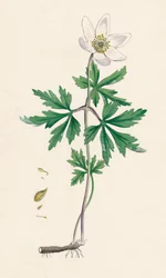 Anémone des bois