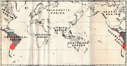 Anthropoidea - V. Carte de distribution des familles Hapalidae en rouge, et Cebidae en bleu, 1897