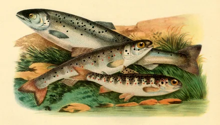 Saumon atlantique - Grilse, Smolt et Parr, 1887, 1946