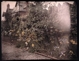 Autochrome de fleurs, vers 1908