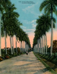 Avenue des palmiers royaux, Cuba, vers 1920
