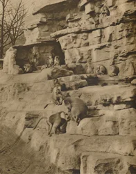 Baboons dans leur environnement naturel sur la colline des singes, vers 1935