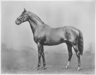 Bouton de célibataire. Winkfield - Milady, 1911