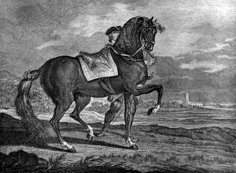 Barb, 1722