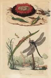Escargot bulle de baril, Acteon tormatilis, anémone perle, Actinia equina, long-cornu à barres jaunes, Nemophora degeerella, libellule brune, Aeshna grandis
