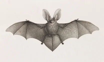 Variété à grandes oreilles, chauves-souris en Égypte