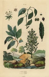 Laurier-sauce, Laurus nobilis, camphrier, Cinnamomum camphora, et sassafras, Sassafras albidum
