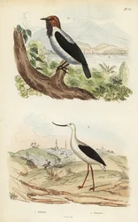 Cloche à barbe, Procnias averano, et avocette d