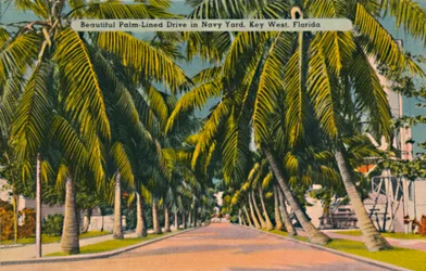 Belle allée bordée de palmiers dans le chantier naval, Key West, Floride, vers 1940