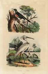 Souimanga éclatant, Cinnyris pulchella, et spatule blanche, Platalea leucorodia