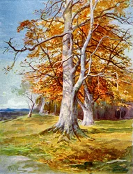 Hêtre, Automne, 1900