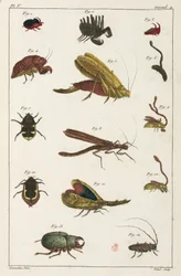 Coléoptères et autres insectes, Amérique du Sud