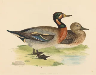 Canard bimaculé