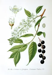 Cerisier à grappes