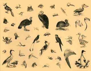 Oiseaux, vers 1910