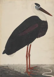 Cigogne noire dans un paysage, vers 1780