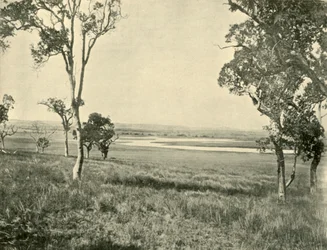 Lagon du Cygne noir, près de Warwick, Queensland, 1901