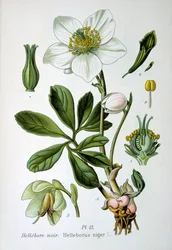 Hellébore noir, 1893