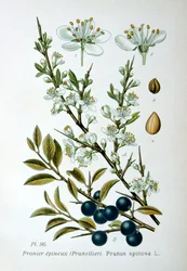 Prunellier, 1893