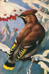 Jaseur boréal, vers 1928