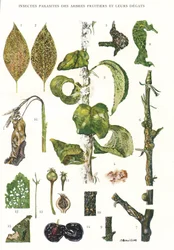 Planche botanique / Parasites des arbres fruitiers