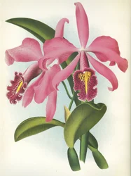 Planche botanique : Cattleya maxima var. Malouana