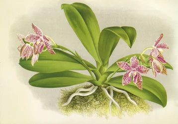 Planche botanique Phalaenopsis luddemanniana Lindenia