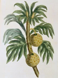 Arbre à pain Artocarpus incisus, 1823