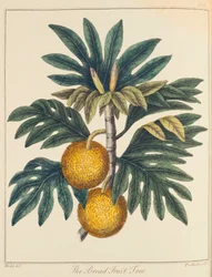 Arbre à pain Artocarpus incisus, vers 1798