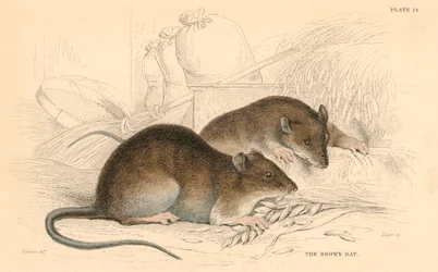 Rat brun Rattus rattus, 1828