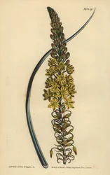 Bulbine asphodeloides (Anthericum à feuilles glauques, Anthericum longiscapum)