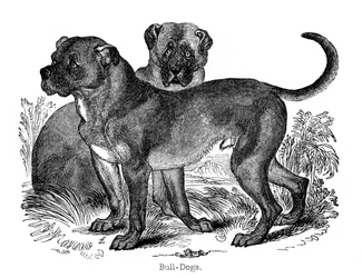 Bouledogue, 1848