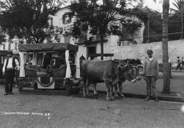 Chariot à bœufs, Madère, Portugal, vers 1920-1930
