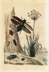Coléoptères Buprestis 1-5, jonc fleuri, Butomus umbellatus 6, et coléoptère pilule, Byrrhus pilula 7