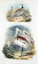 Outardes, 1835