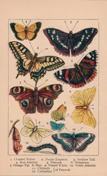 Papillons, XIXe siècle