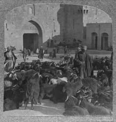 Achat de chèvres à la porte de Damas, Jérusalem, vers 1900