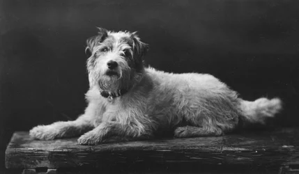 César, le chien préféré du roi Édouard, XXe siècle