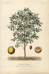 Monodore aromatique