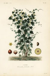Colombo