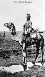 Transport de cavalerie à dos de chameau, Inde, 20ème siècle