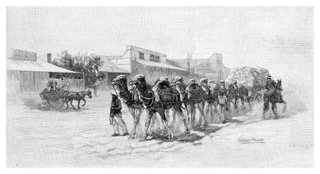 Équipe de chameaux, Wilcannia, Nouvelle-Galles du Sud, Australie, 1886