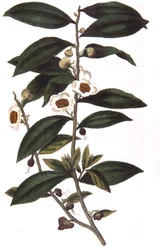 Camellia sinensis - plante de thé (1823)