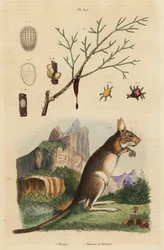 Lièvre du Cap, Lepus capensis 2, et frêne à manne, Fraxinus ornus 1