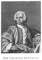 Carolus Linnaeus, naturaliste suédois du 18e siècle