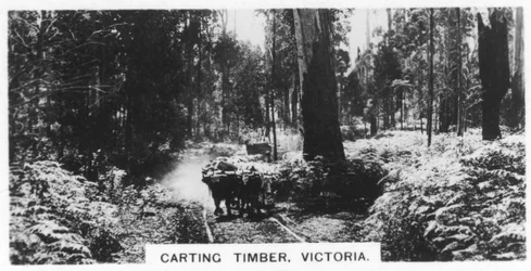 Transport de bois, Victoria, Australie, 1928