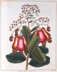Noix de cajou - Anacardium occidentale, vers 1798