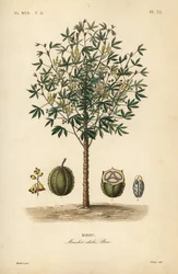 Manioc, yuca ou manioc, Manihot esculenta, Manihot edulis