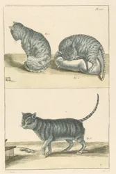 Chats