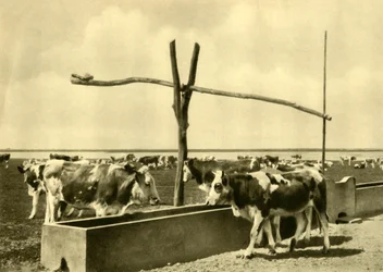Bétail buvant à un abreuvoir, Burgenland, Autriche, vers 1935